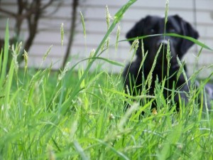 Izzie in the Long Grass