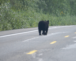 Bear walking down the street