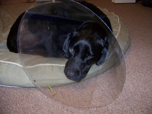 Izzie models the latest fashion for dogs.