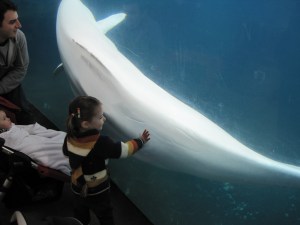 4-15-13 M with whale