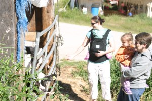 8-11-13 M meets calf