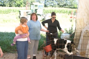 8-11-13 M meets calf2